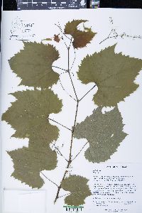 Vitis riparia image