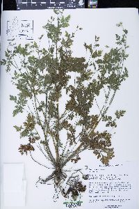 Geranium robertianum image