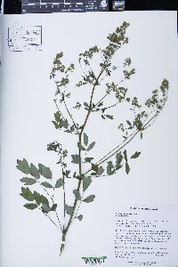Thalictrum dasycarpum image