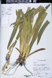 Iris virginica image