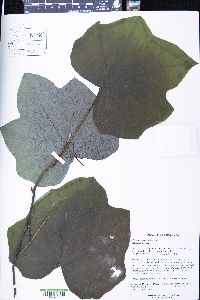 Menispermum canadense image