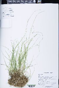Carex trisperma image