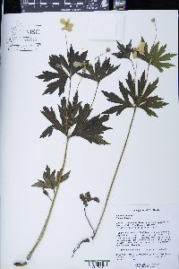 Anemone canadensis image