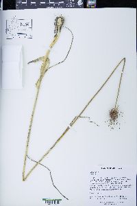 Allium vineale image