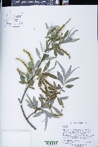 Salix alba image
