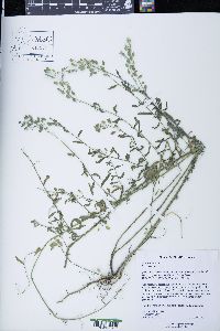 Berteroa incana image