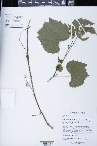 Vitis riparia image