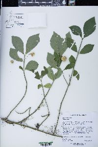 Euonymus obovatus image