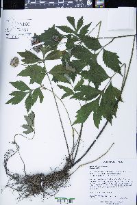 Hydrophyllum virginianum image