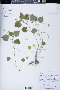 Viola striata image