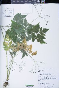Osmorhiza claytonii image