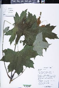 Hydrophyllum canadense image