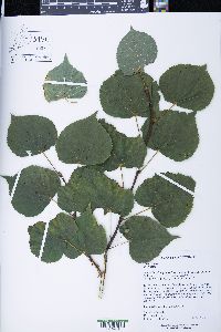 Tilia cordata image