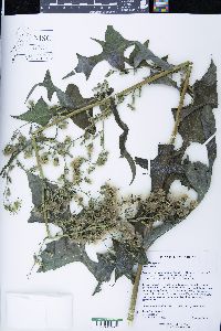 Lactuca biennis image