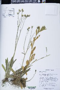Hieracium caespitosum image