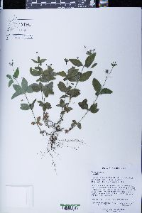 Galium odoratum image