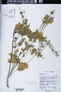 Alliaria petiolata image