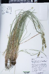 Carex spicata image