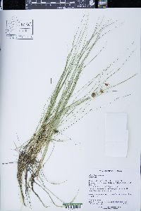 Rhynchospora fusca image