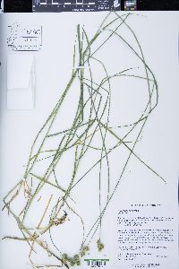 Carex bicknellii image