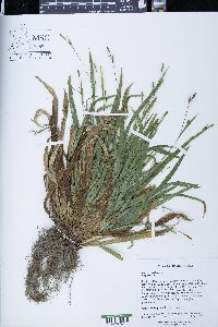 Carex gracilescens image