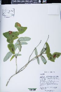 Lonicera dioica image