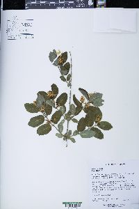Lonicera × bella image