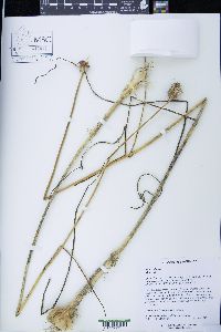 Allium vineale image