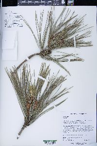 Pinus nigra image