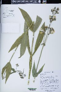 Penstemon digitalis image