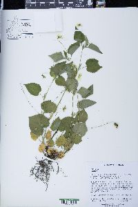 Viola striata image