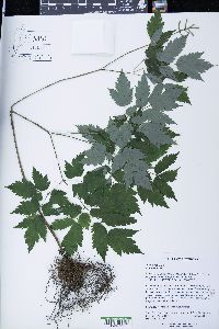 Anemone quinquefolia image