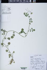 Nasturtium microphyllum image