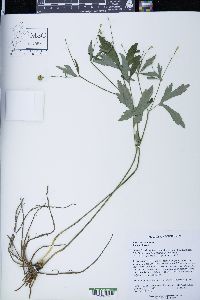 Anemone canadensis image