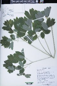Caulophyllum thalictroides image