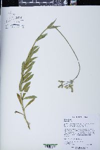 Silene vulgaris image