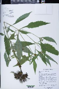 Bidens tripartita image