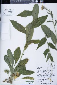 Hesperis matronalis image