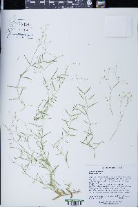 Stellaria graminea image