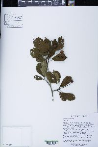 Crataegus succulenta image