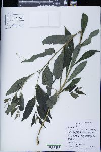 Lithospermum latifolium image