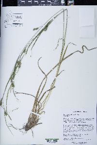 Carex davisii image