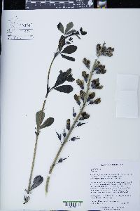 Baptisia alba var. macrophylla image