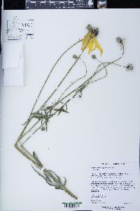 Ratibida pinnata image