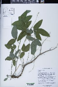Desmodium perplexum image
