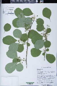 Celastrus orbiculatus image