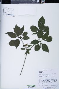 Cornus alternifolia image