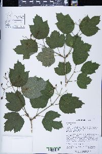 Viburnum opulus image