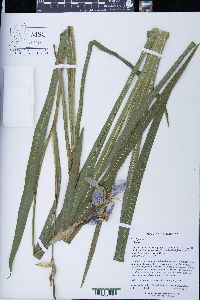 Iris virginica image
