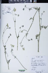 Torilis japonica image